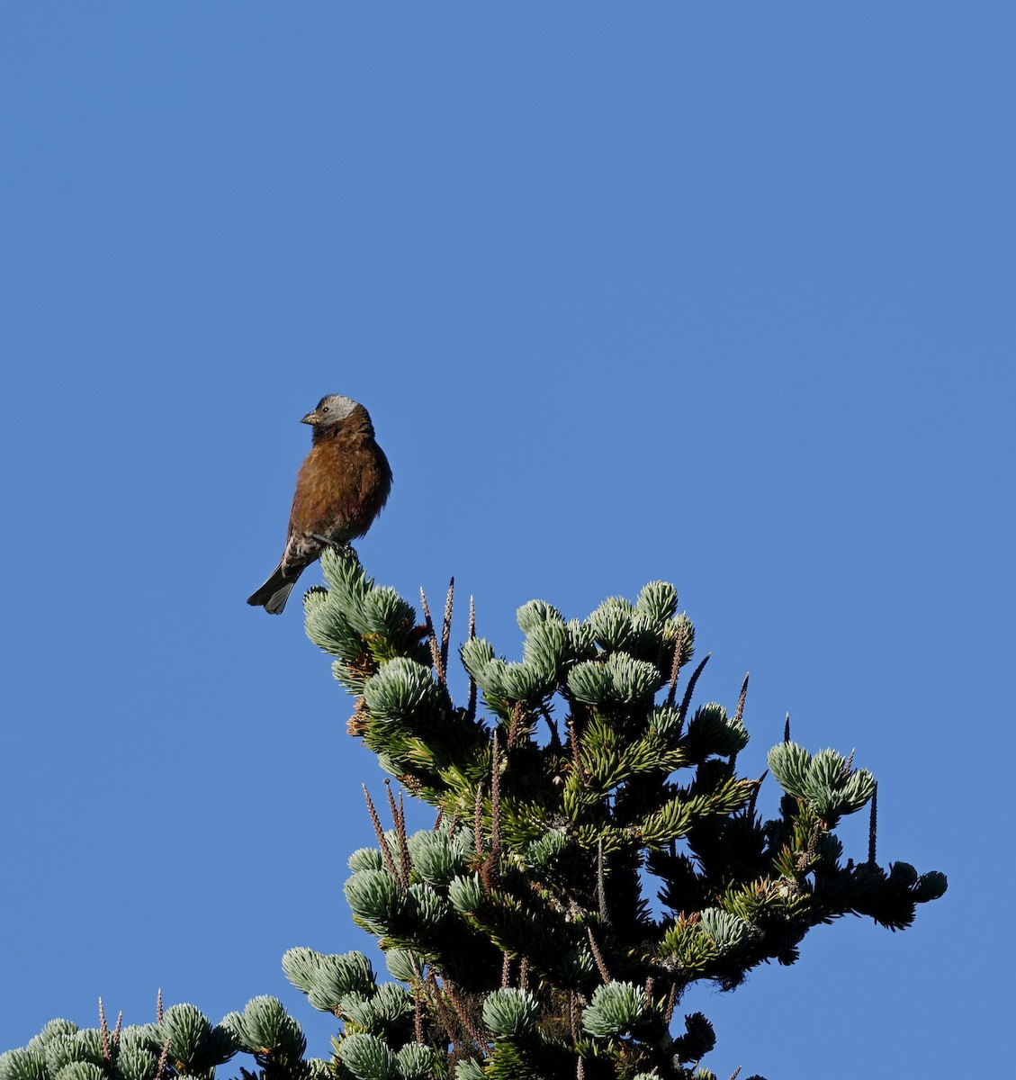 Gray-crowned Rosy-Finch - ML641171825