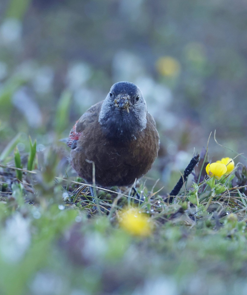 Gray-crowned Rosy-Finch - ML641171826