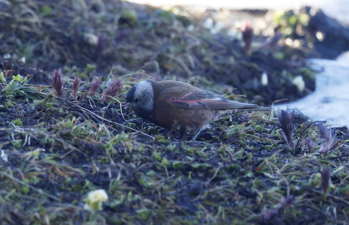 Gray-crowned Rosy-Finch - ML641171827
