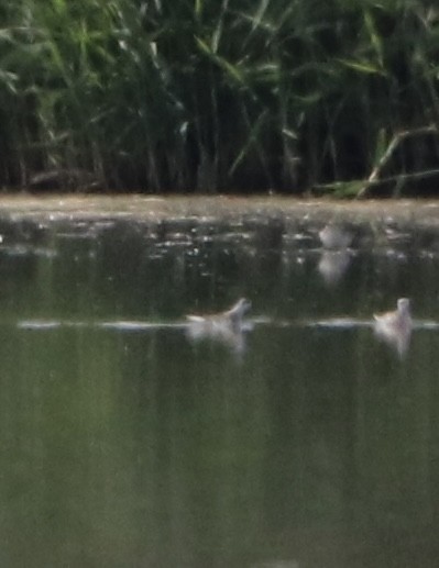 Red-necked Phalarope - ML641171845