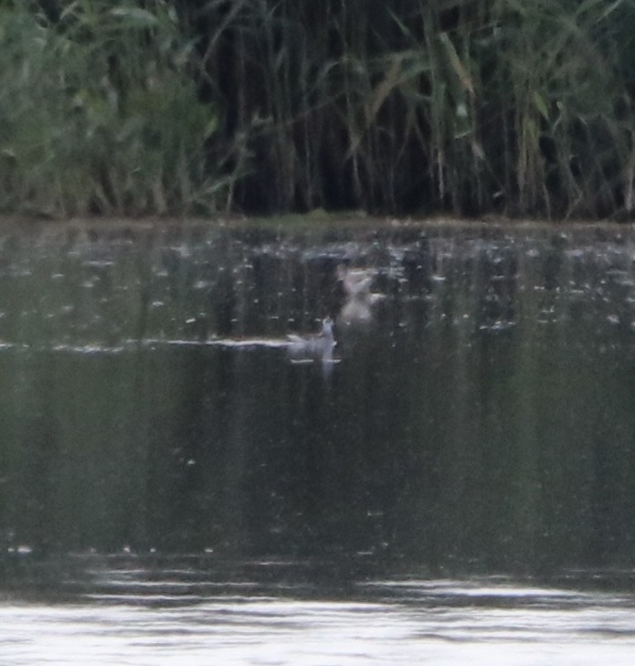 Red-necked Phalarope - ML641171846