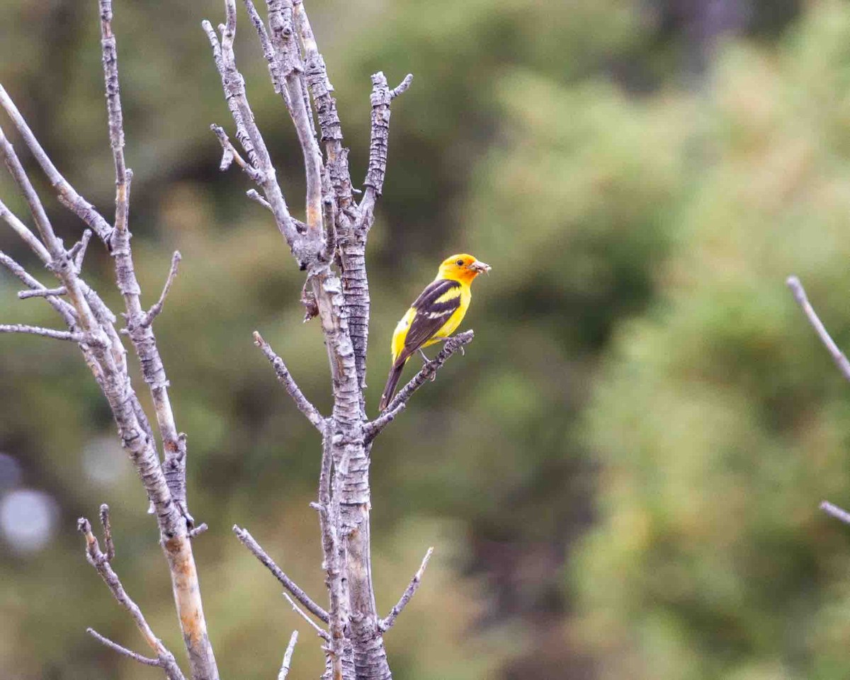 Western Tanager - ML641171858