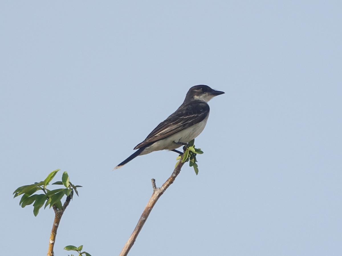 Eastern Kingbird - ML641171860