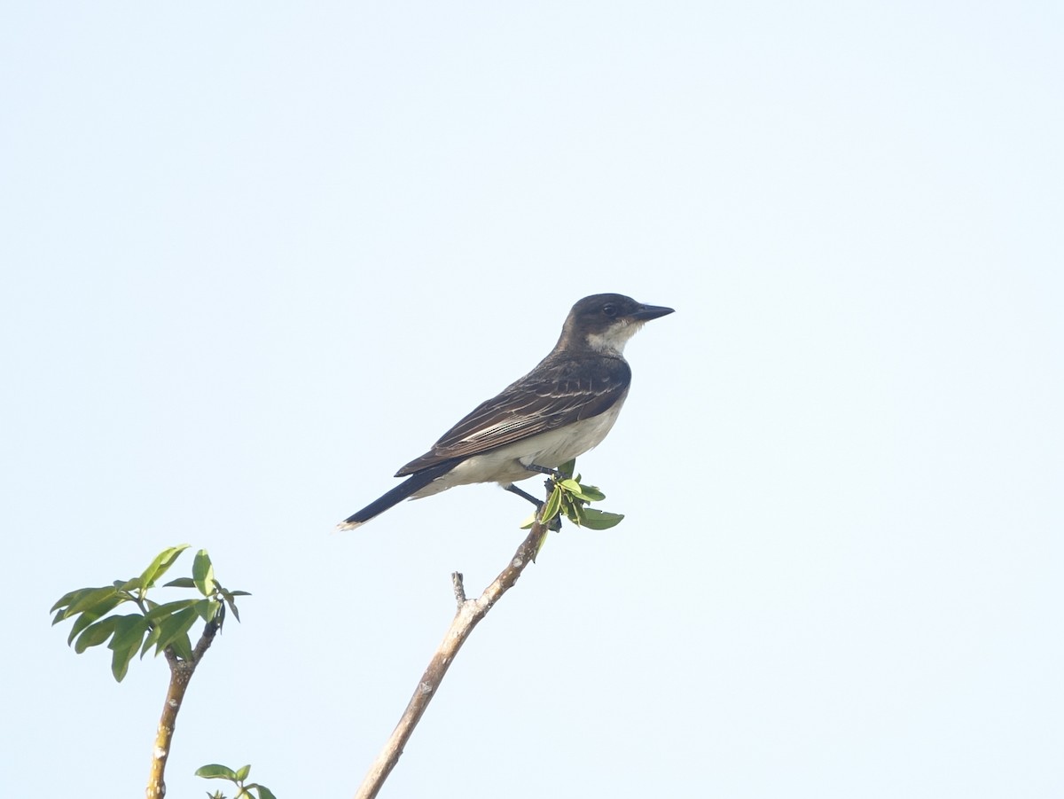 Eastern Kingbird - ML641171861