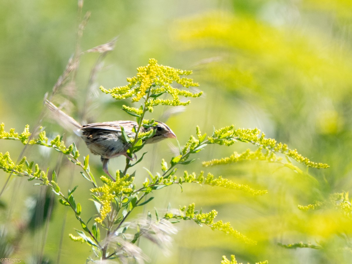 Henslow's Sparrow - ML641171897