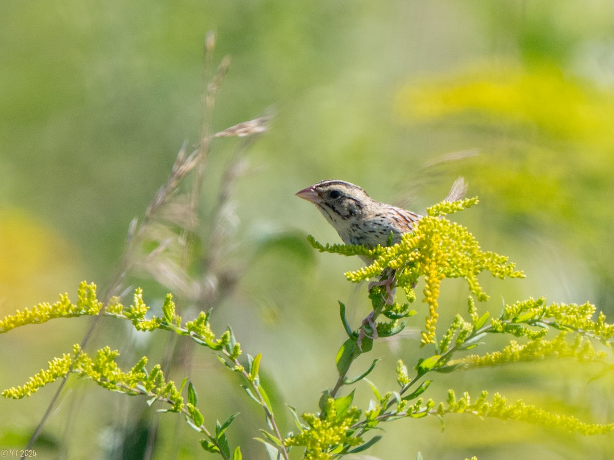 Henslow's Sparrow - ML641171898