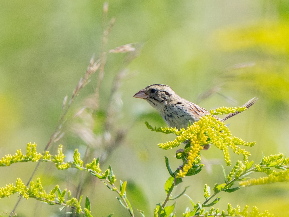 Henslow's Sparrow - ML641171902