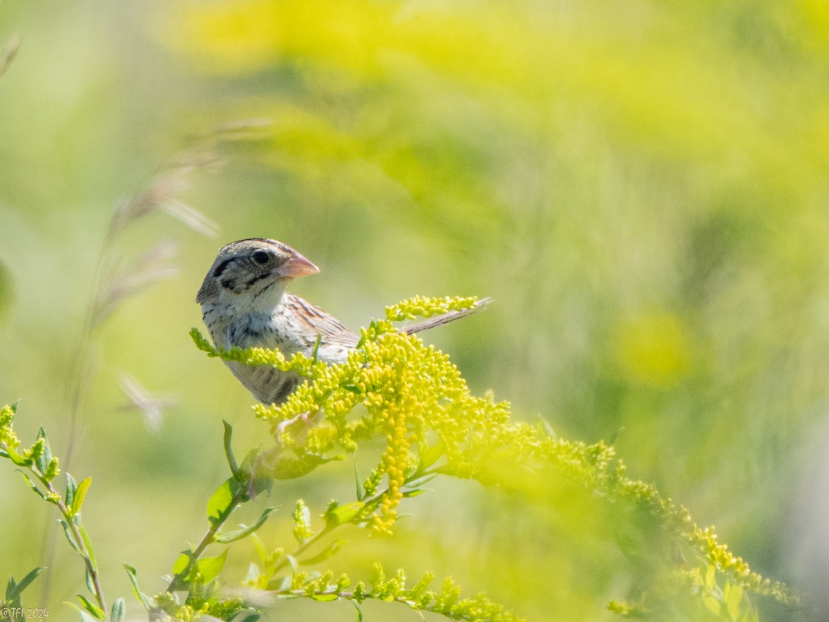 Henslow's Sparrow - ML641171904