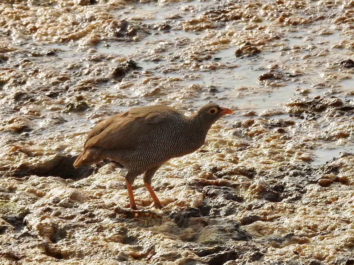 Red-billed Spurfowl - ML641171905