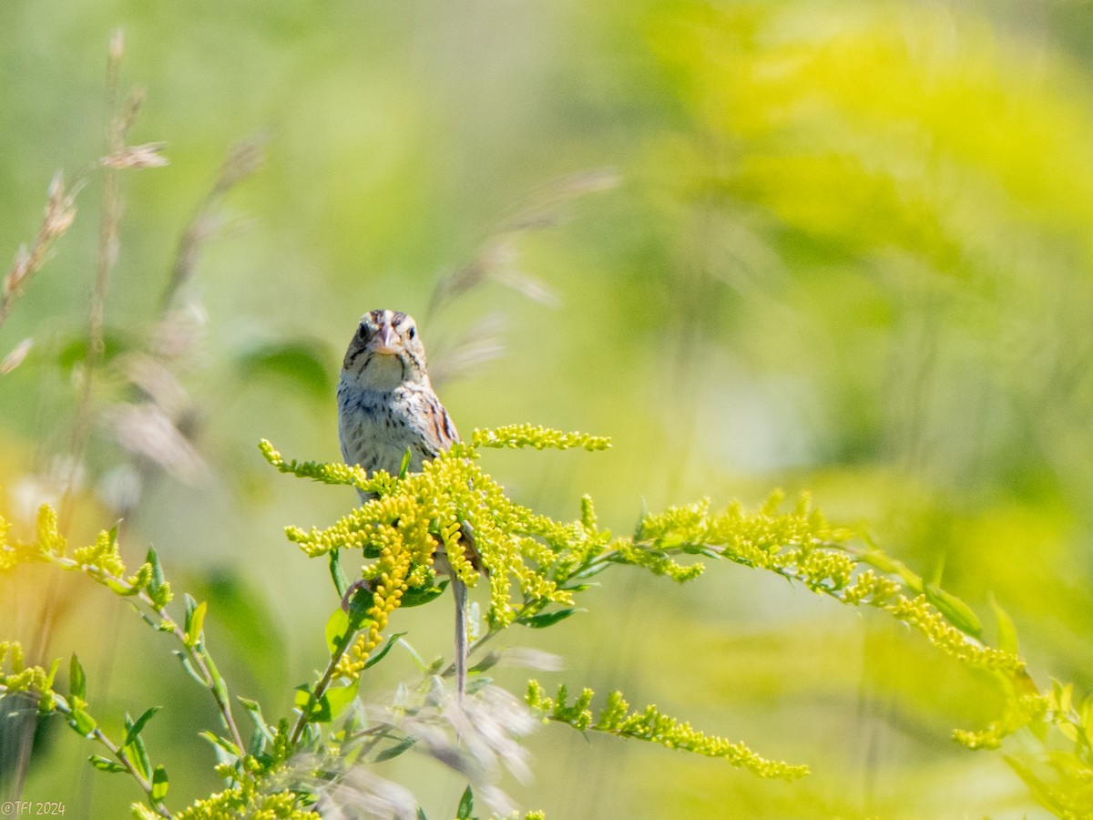 Henslow's Sparrow - ML641171906