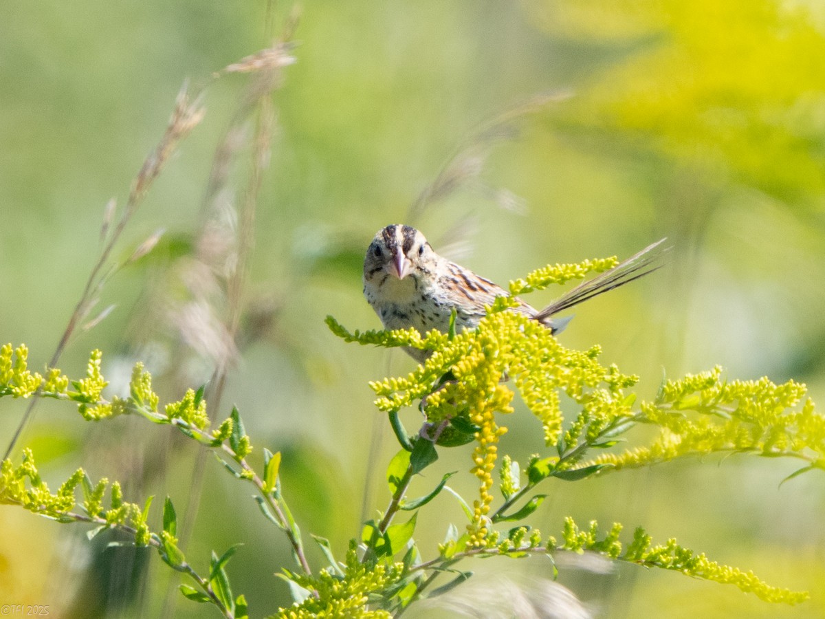 Henslow's Sparrow - ML641171909