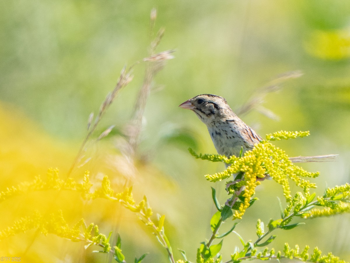 Henslow's Sparrow - ML641171911