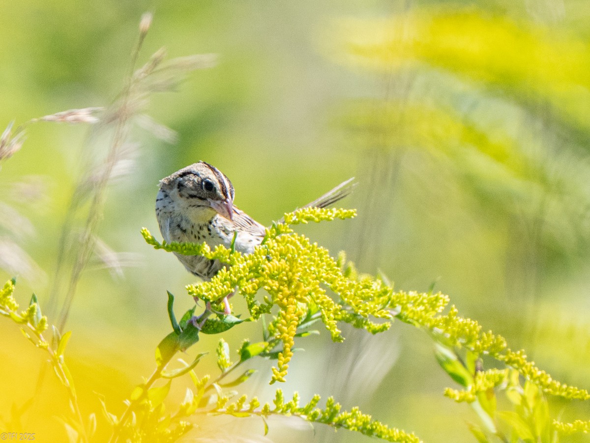 Henslow's Sparrow - ML641171929