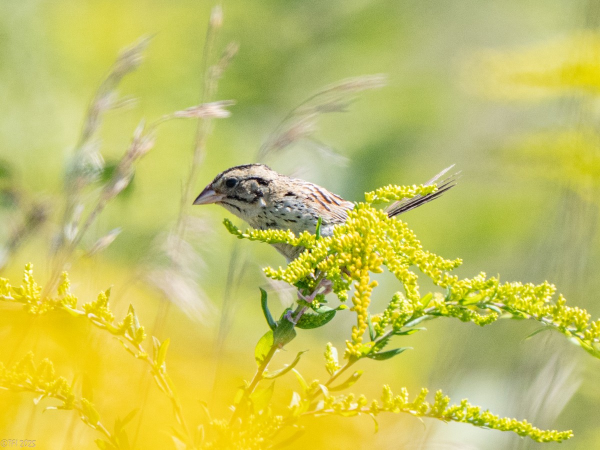 Henslow's Sparrow - ML641171930