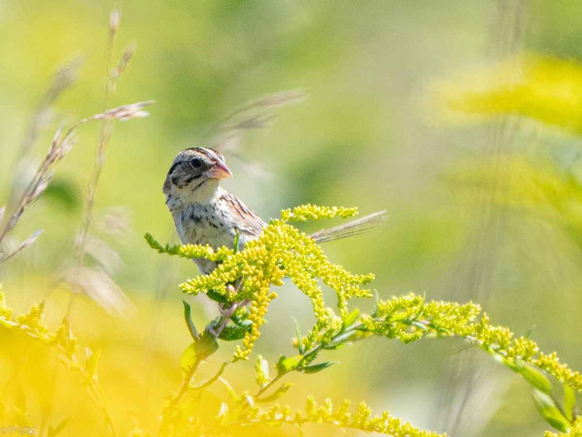 Henslow's Sparrow - ML641171933