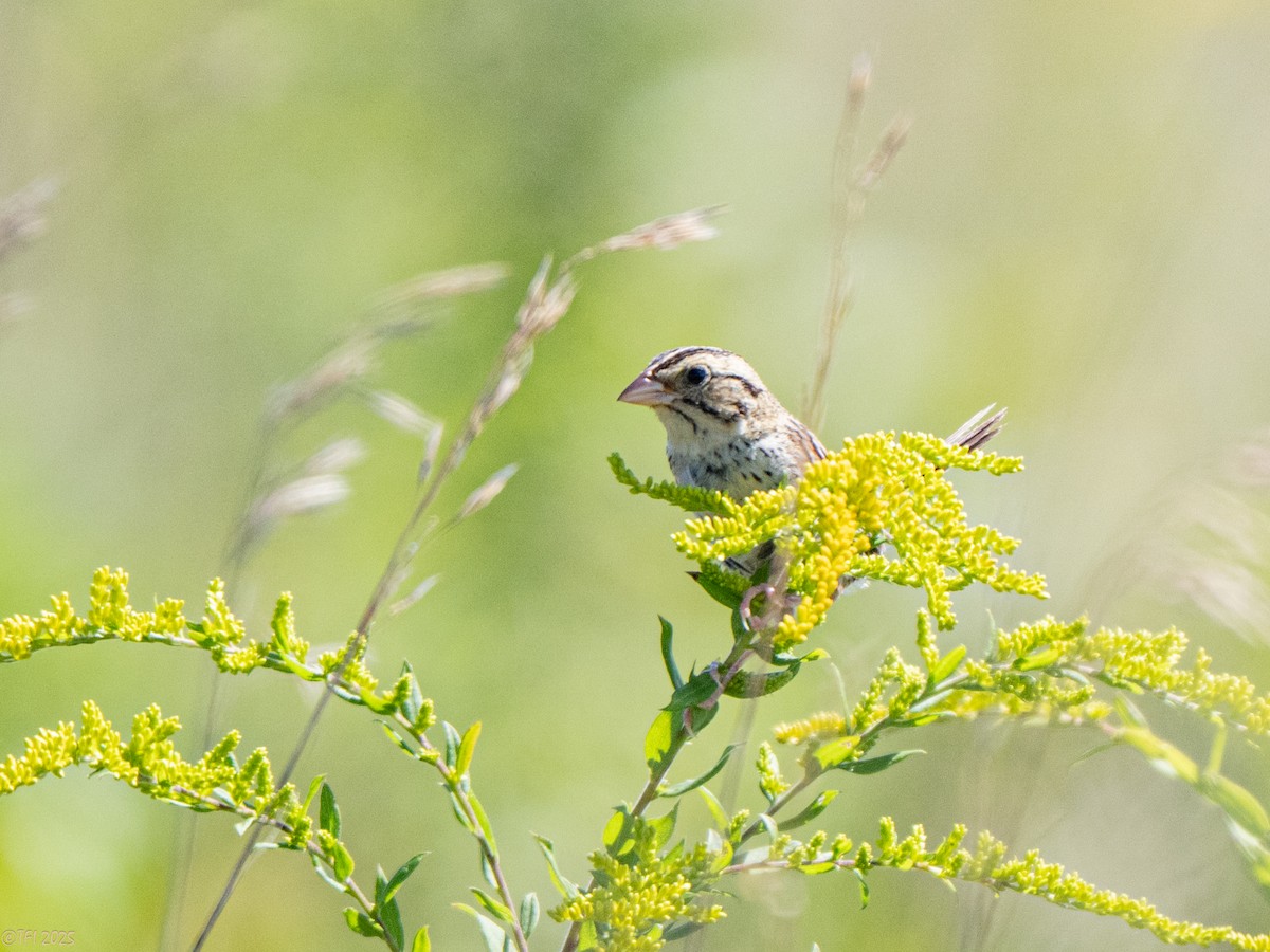 Henslow's Sparrow - ML641171934