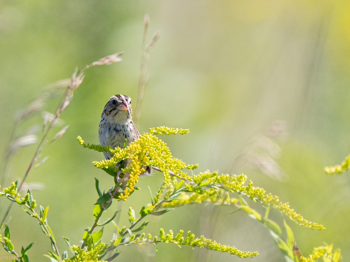 Henslow's Sparrow - ML641171935