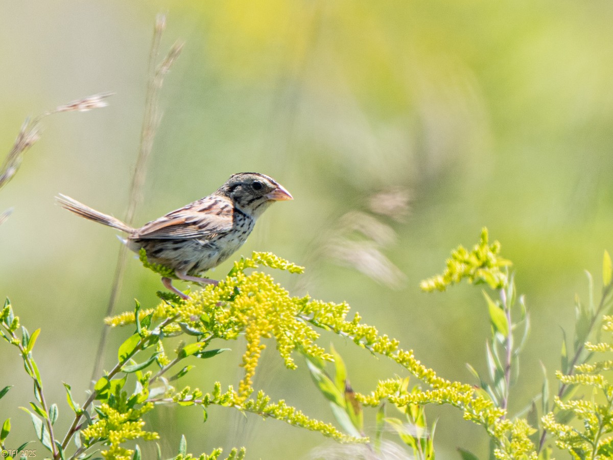 Henslow's Sparrow - ML641171936