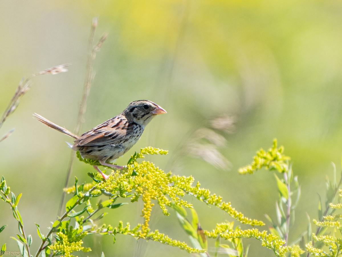 Henslow's Sparrow - ML641171939