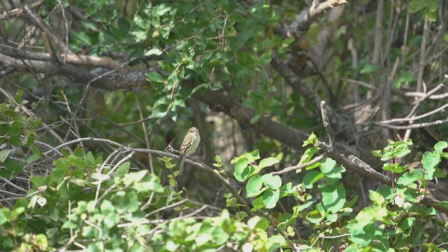 Least Flycatcher - ML641171941