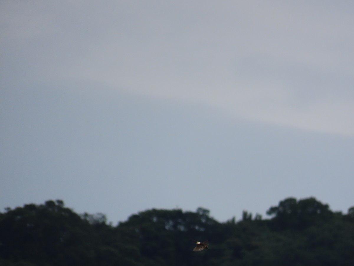 Eastern Red-rumped Swallow (Striated) - ML641171944