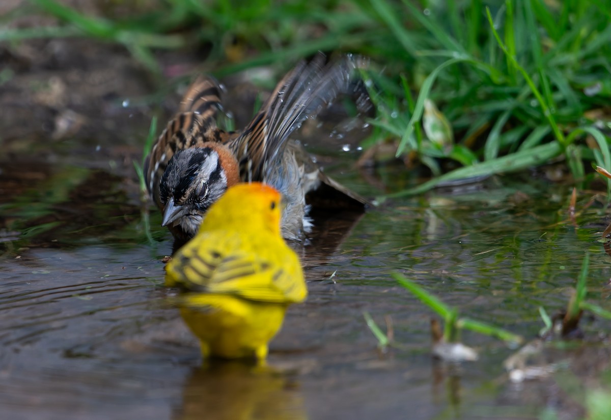 Rufous-collared Sparrow - ML641171957