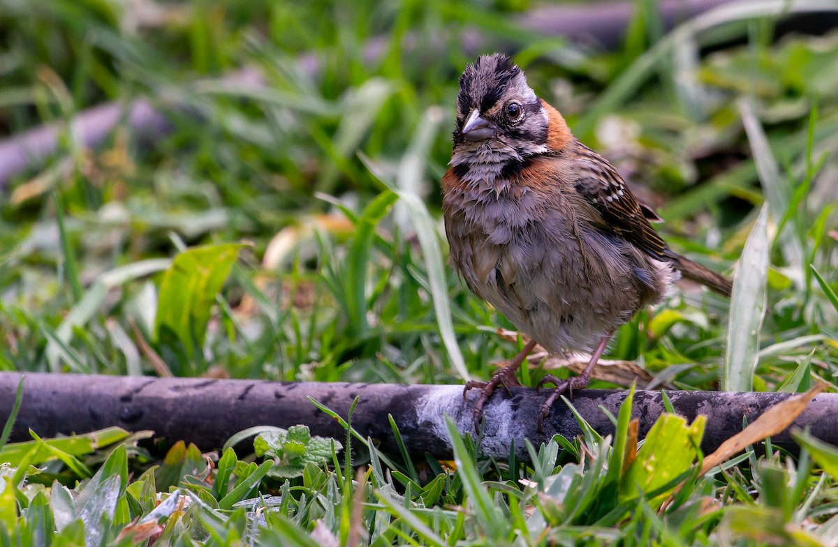 Rufous-collared Sparrow - ML641171958