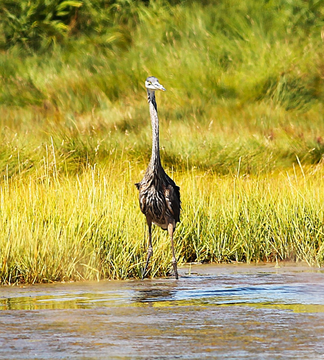 Great Blue Heron - ML641171976