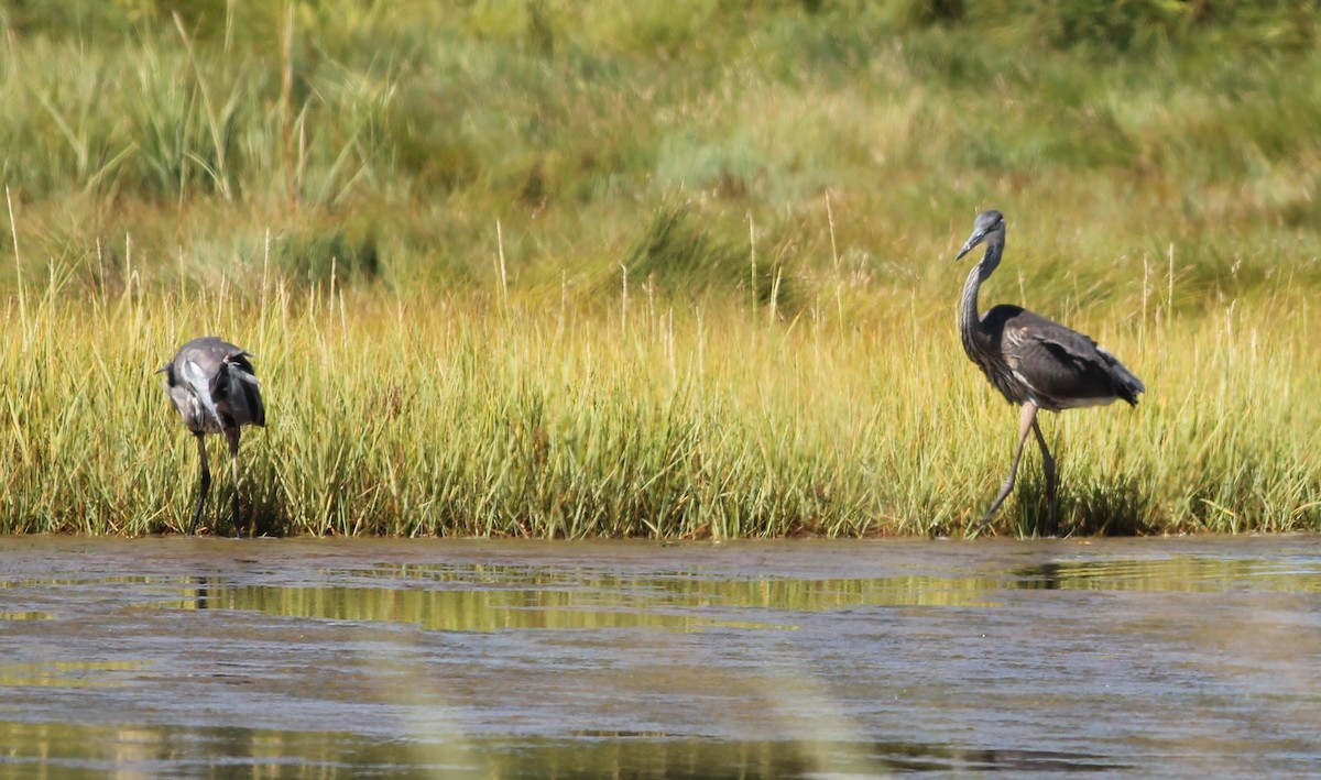 Great Blue Heron - ML641171979