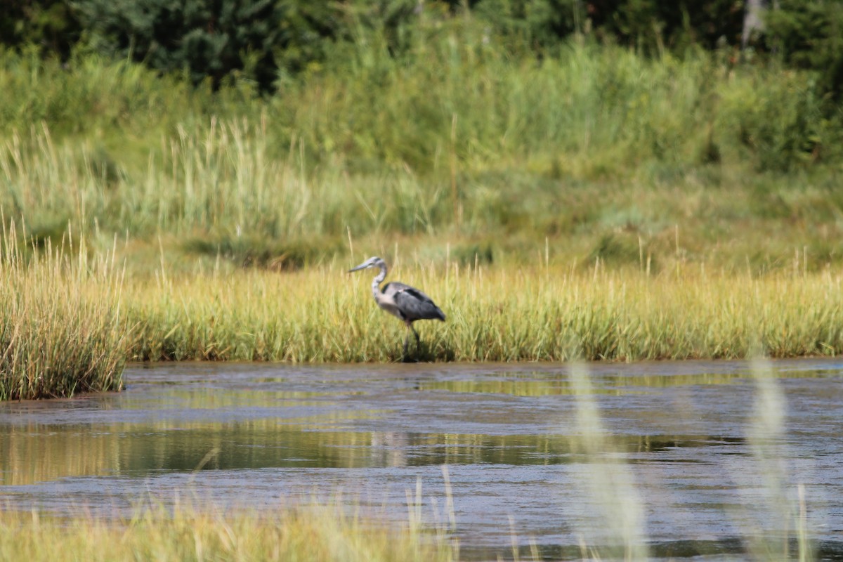 Great Blue Heron - ML641171982