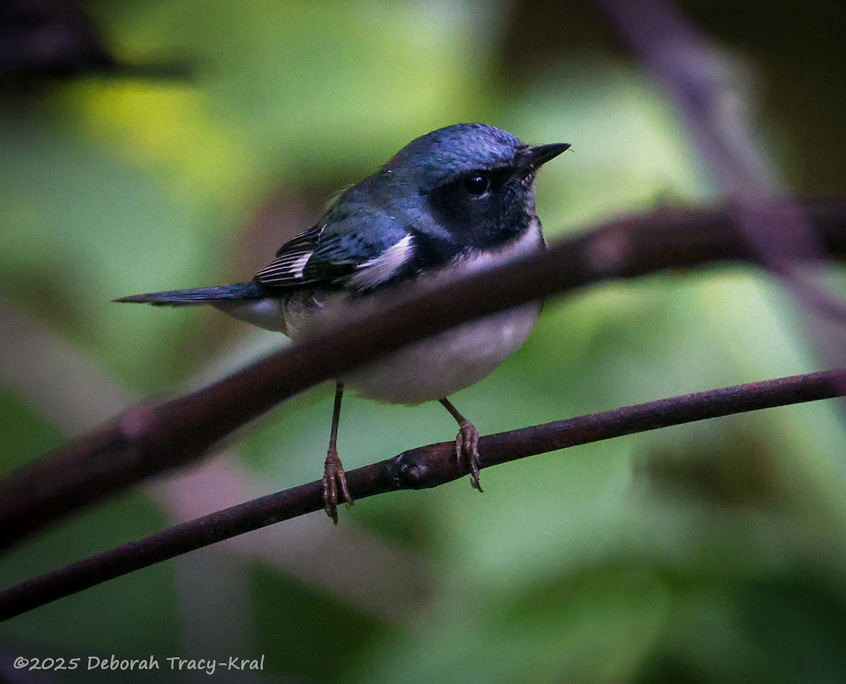 Black-throated Blue Warbler - ML641172049