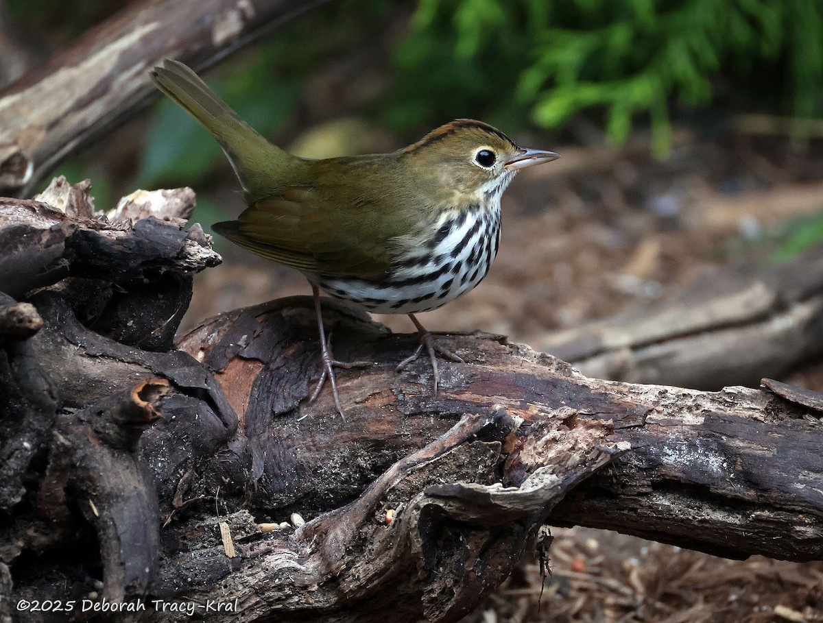 Ovenbird - ML641172054
