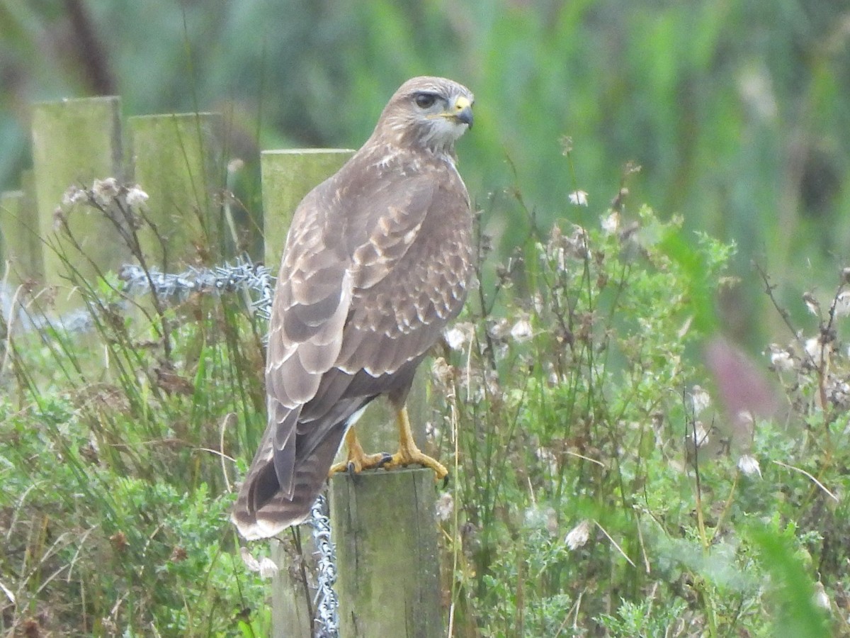 Buse variable (buteo) - ML641172055