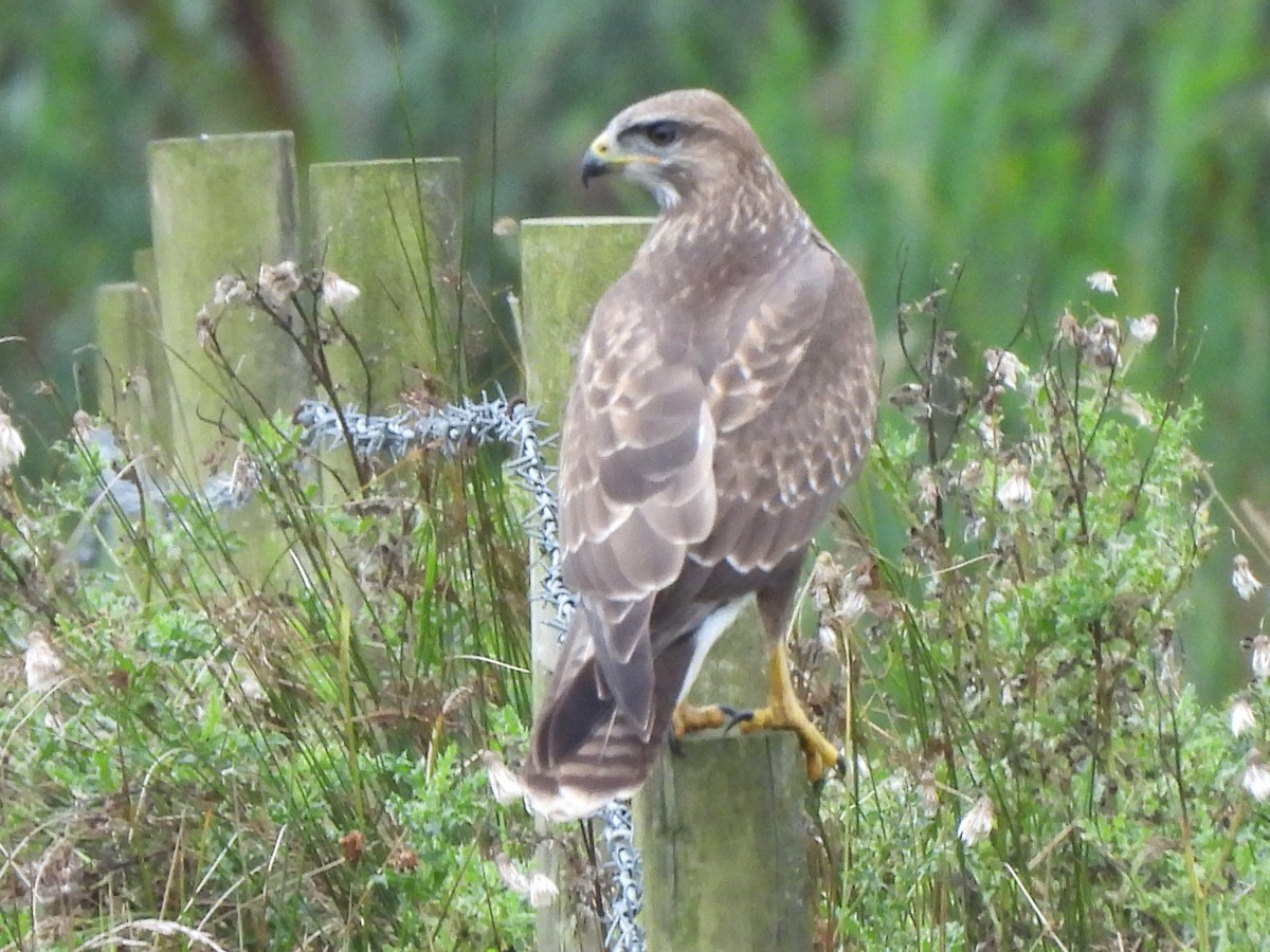 Buse variable (buteo) - ML641172056