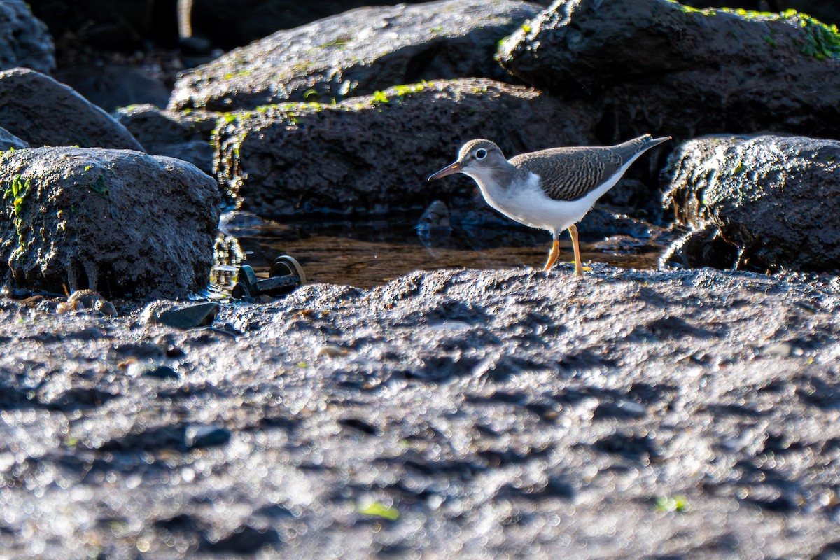 flekksnipe - ML641172057