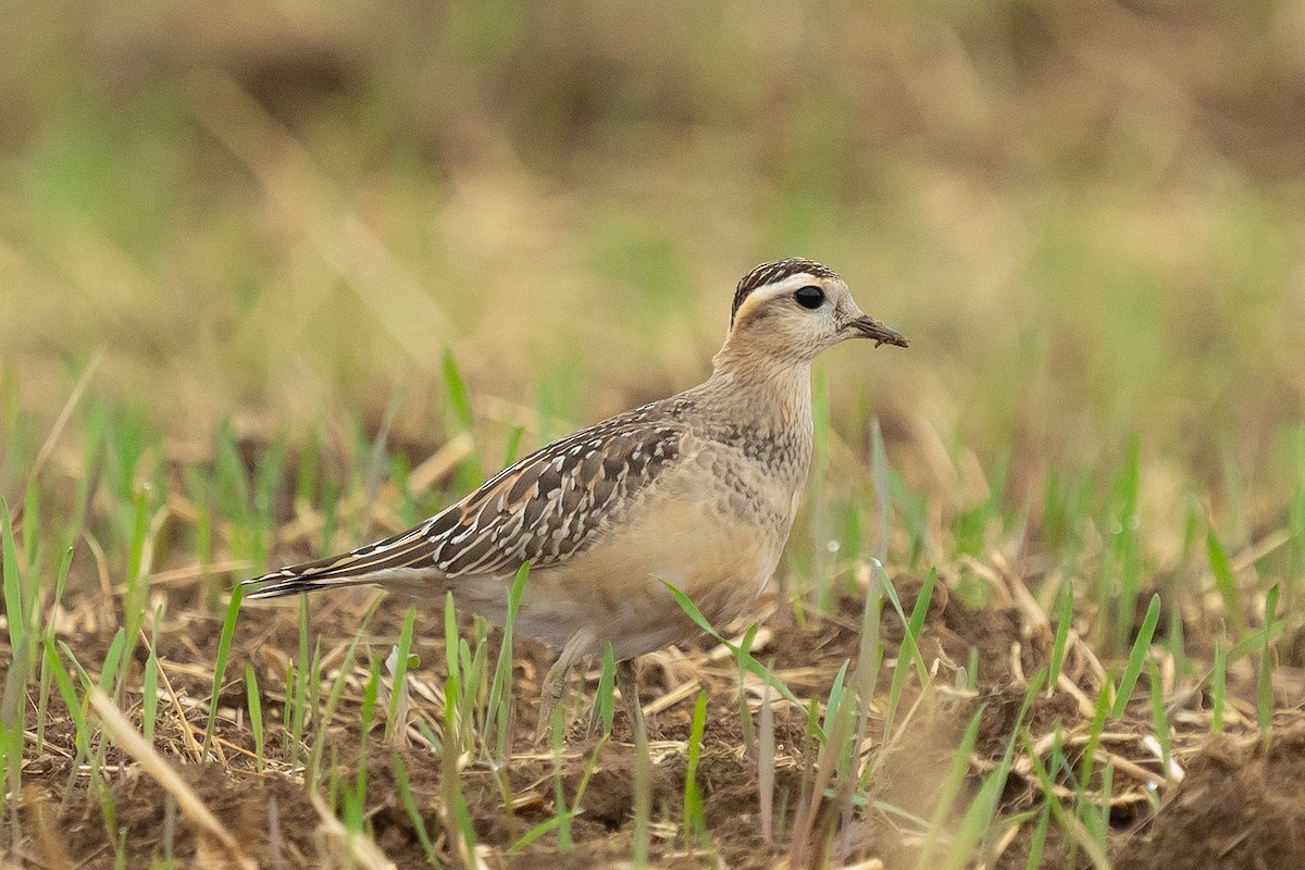 Dağ Cılıbıtı - ML641172071