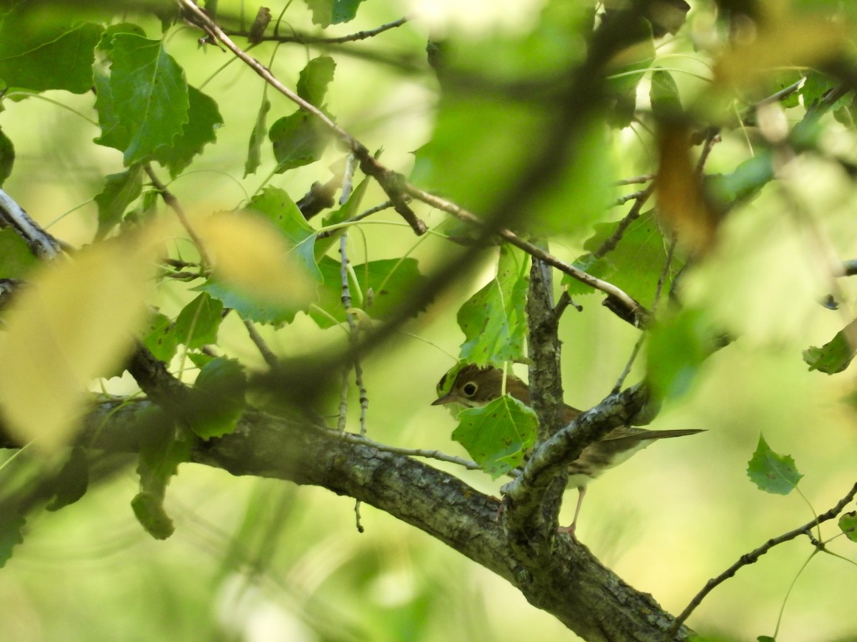 Ovenbird - ML641172089
