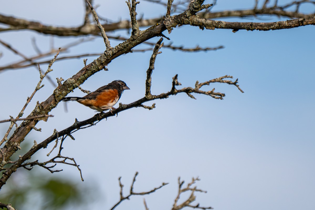 Eastern Towhee - ML641172118