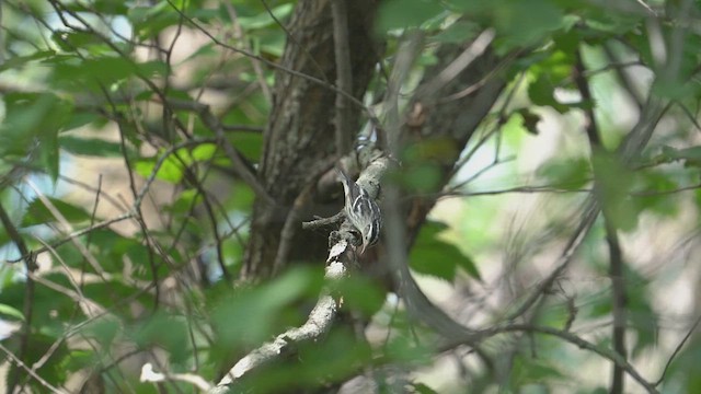 Black-and-white Warbler - ML641172153