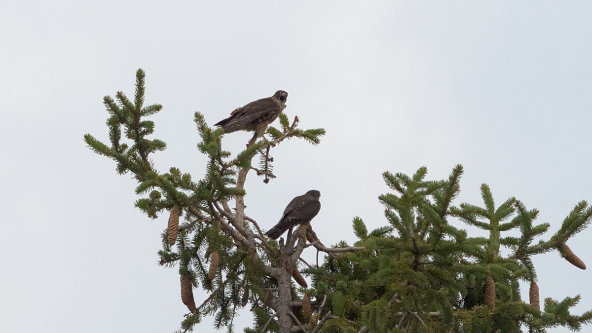 遊隼 - ML641172161