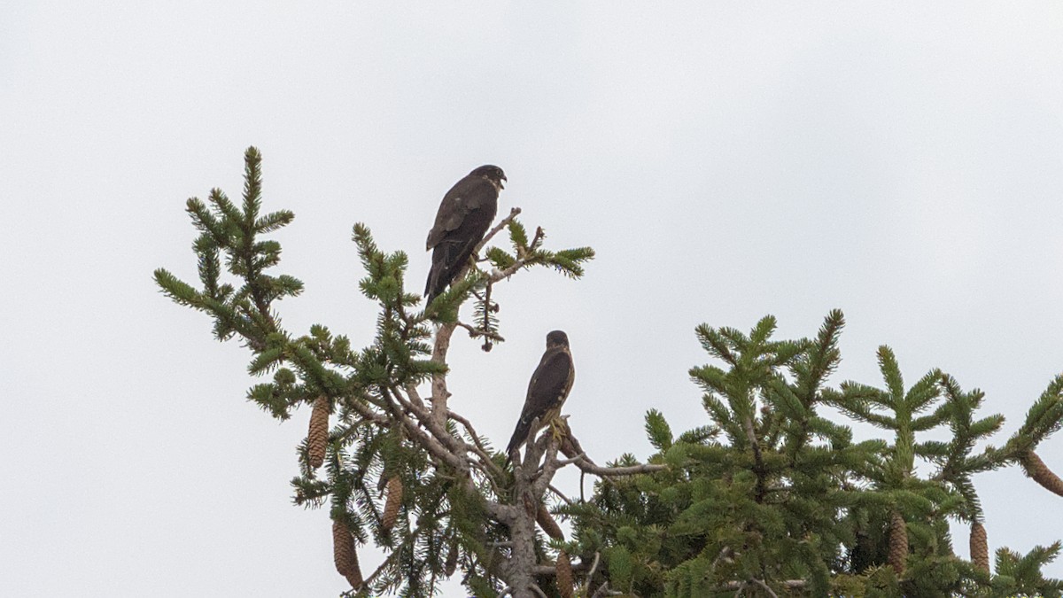 遊隼 - ML641172162