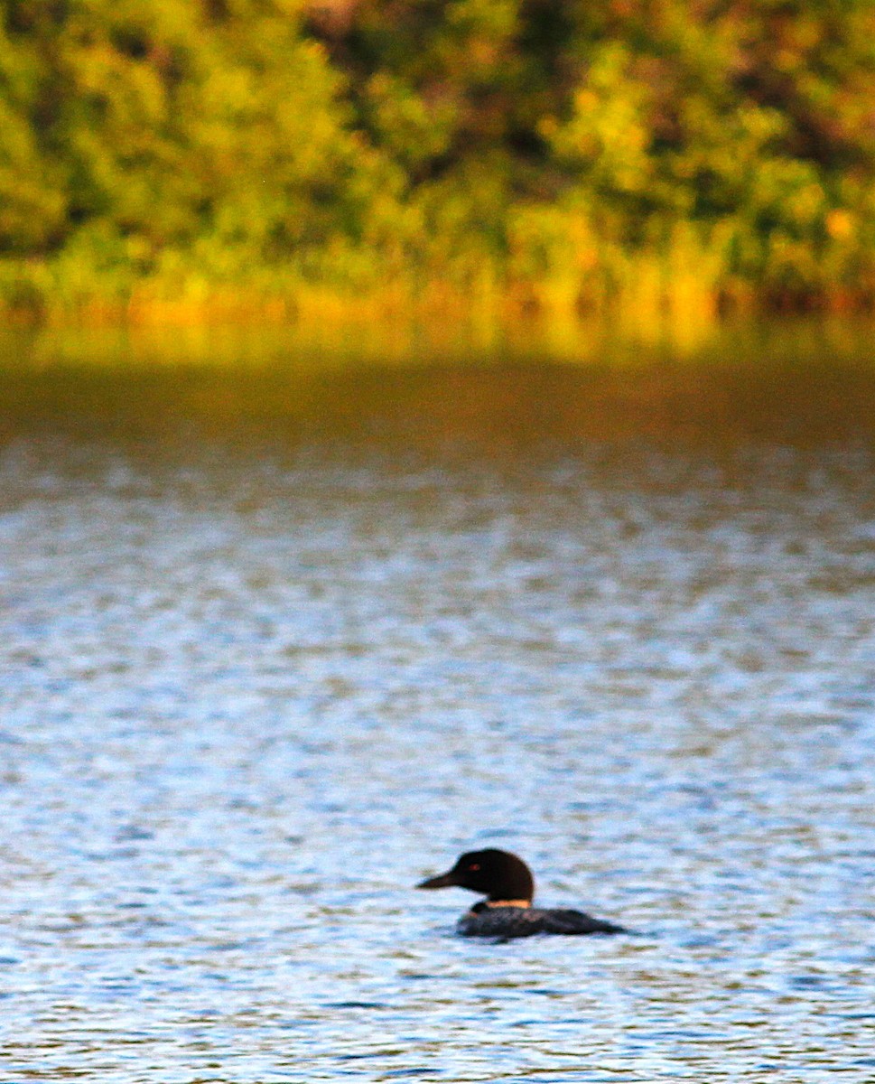 Common Loon - ML641172229
