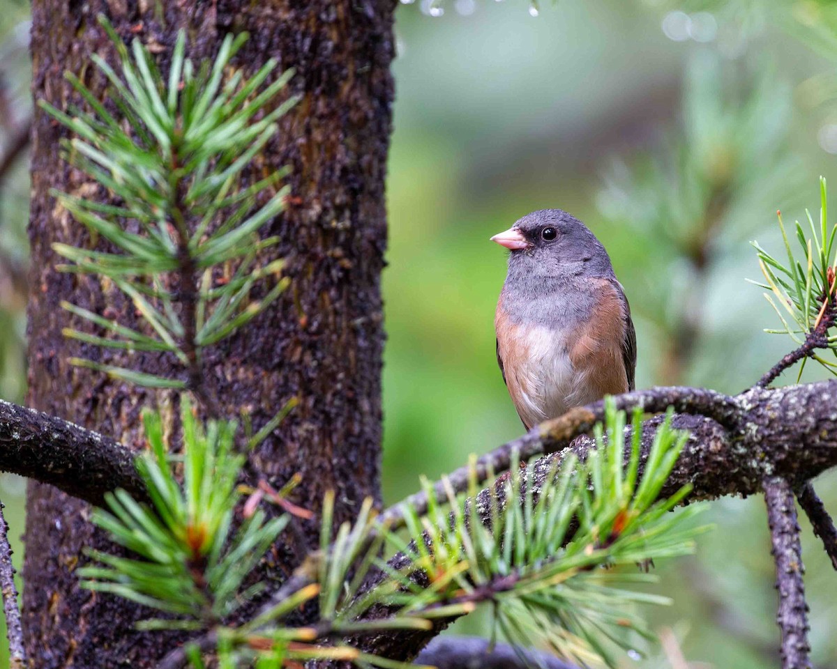 Dark-eyed Junco (Pink-sided) - ML641172247