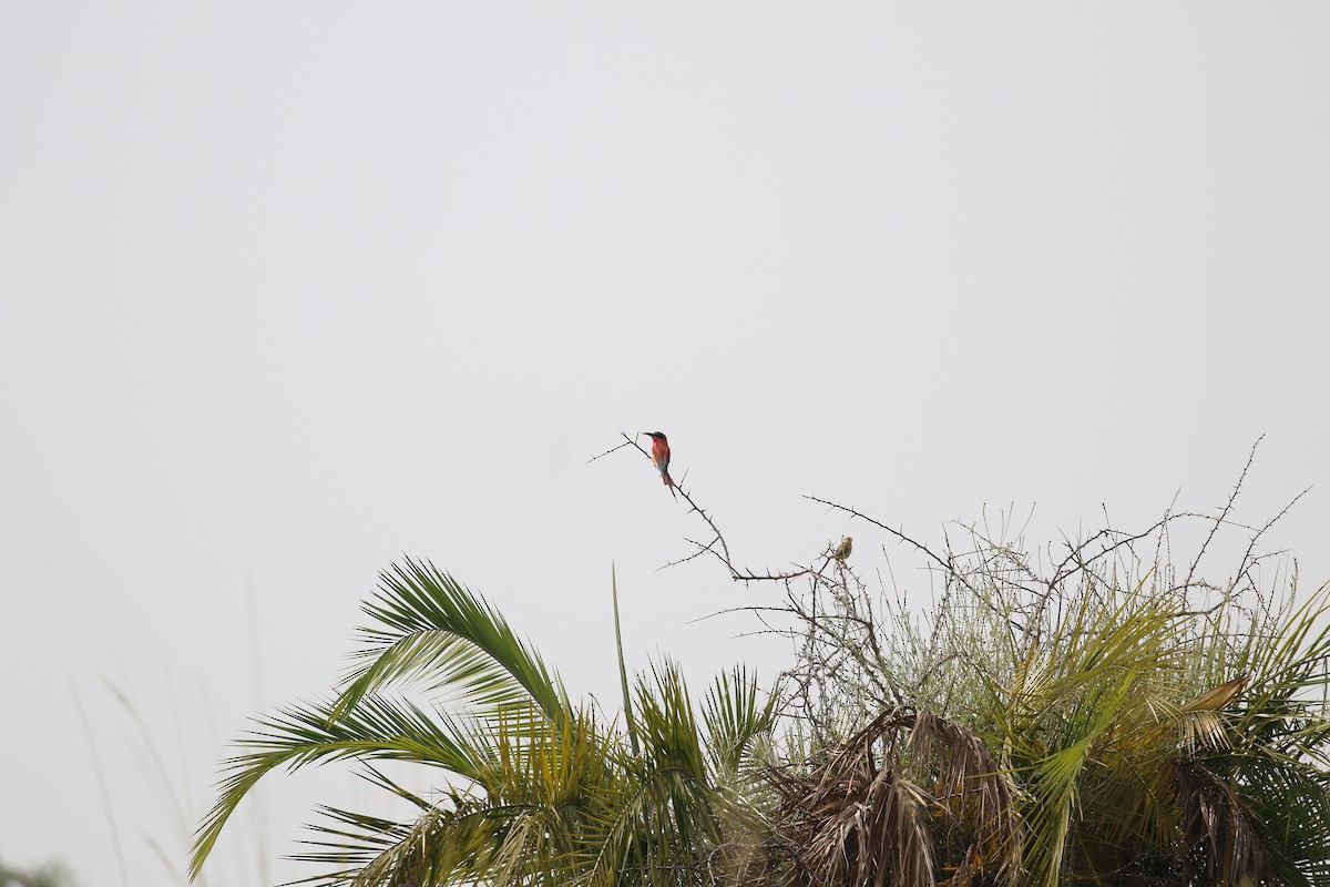 Southern Carmine Bee-eater - ML641172248