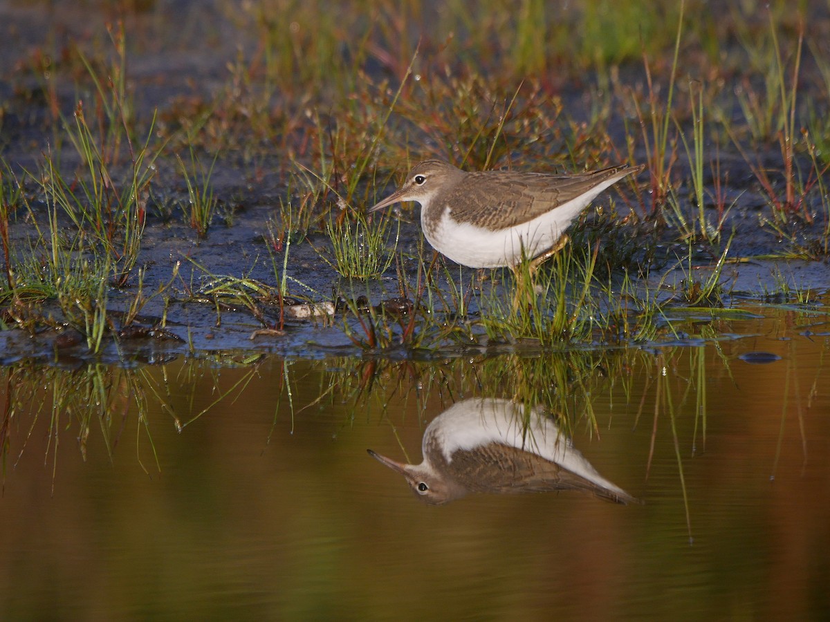 flekksnipe - ML641172249
