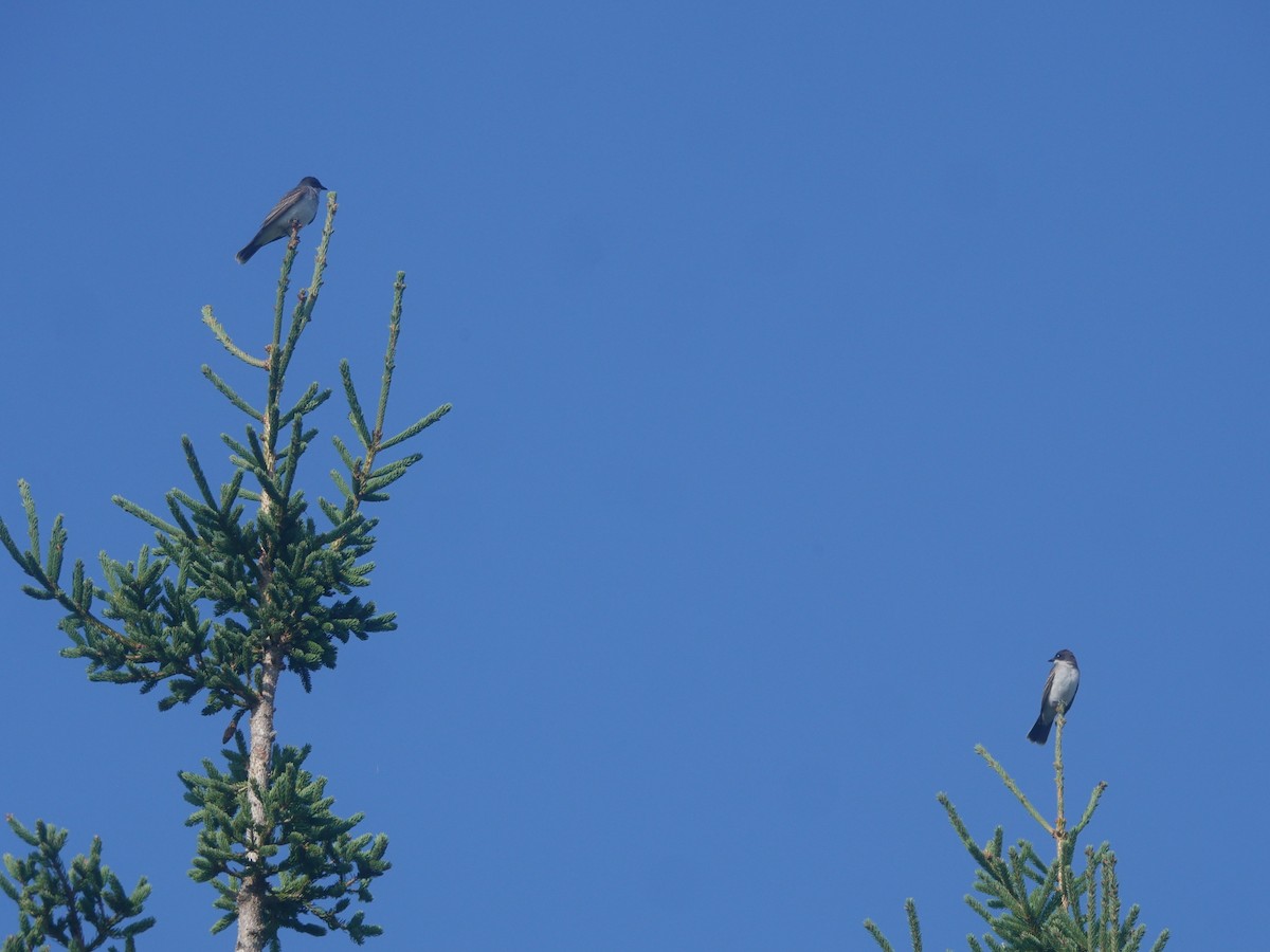 Eastern Kingbird - ML641172256