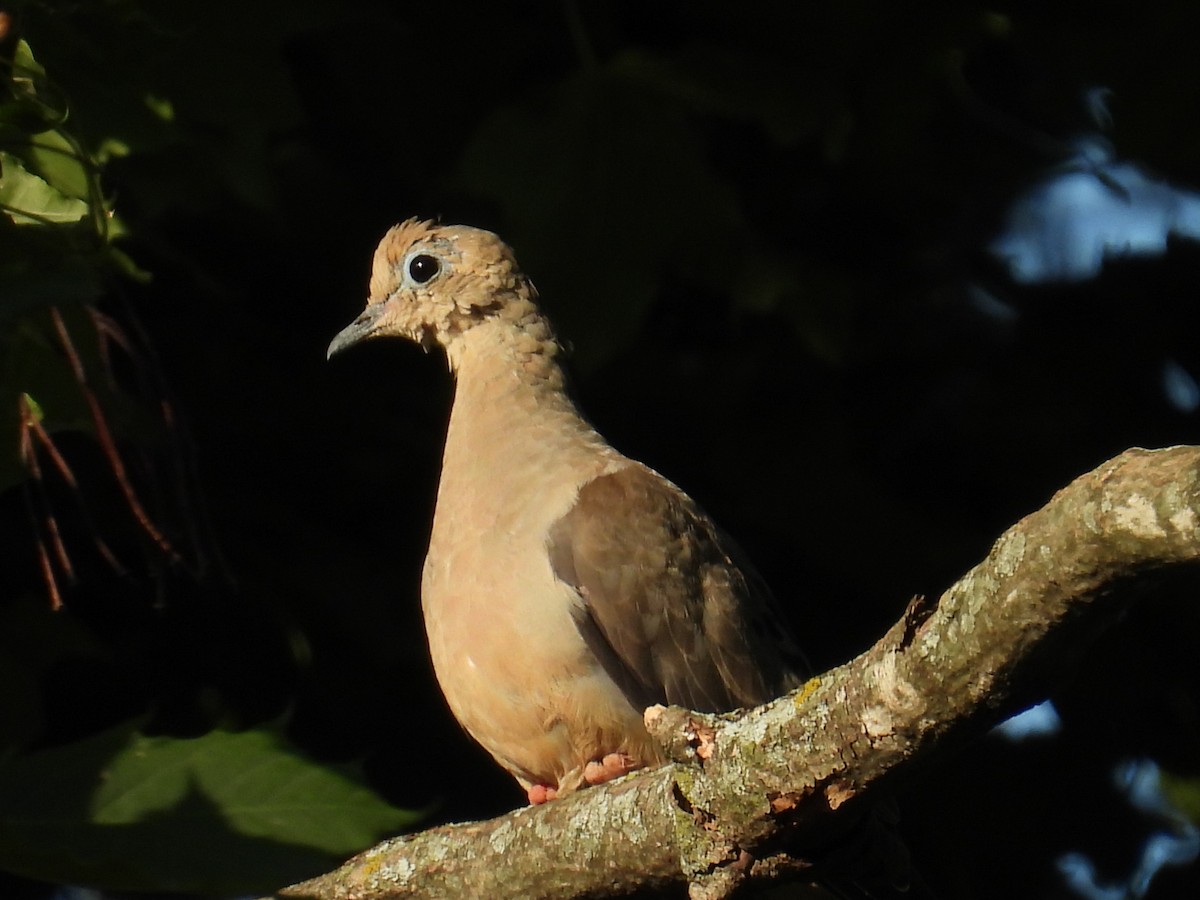Mourning Dove - ML641172257