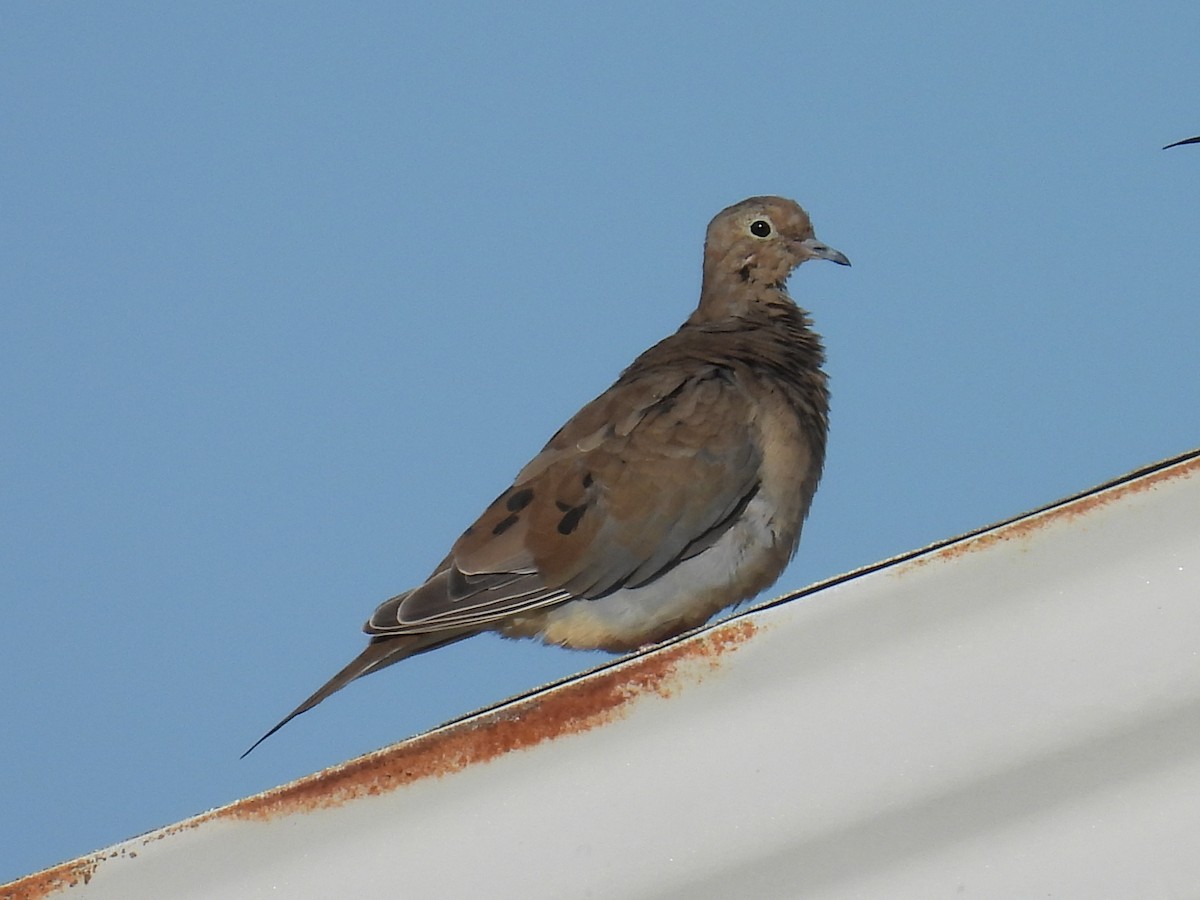 Mourning Dove - ML641172258