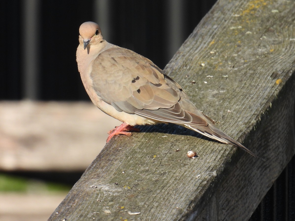 Mourning Dove - ML641172259