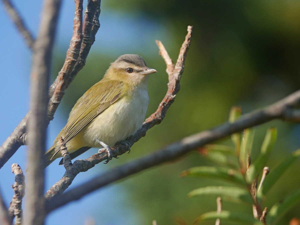 Red-eyed Vireo - ML641172274